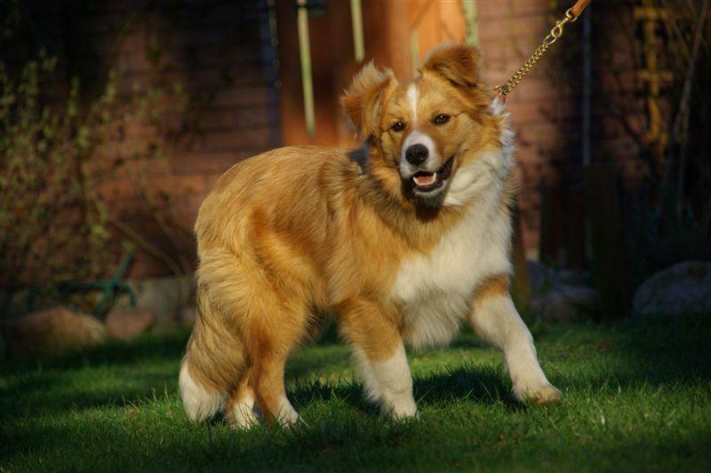 Only One Gasko Prim03.jpg - Only One Gasko Prim (nar. 7.10.2008) - Cherokee Rubínové srdce x I´m Smarti Gasko Prim